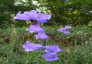 Campanula persicifolia ©  Pandion Wild Tours